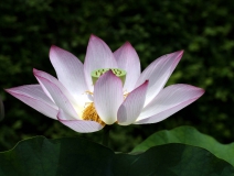 Lotusblume