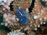 Spiralröhrenwurm, Rotes Meer